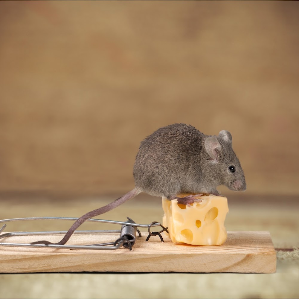 Unstoppable Services | Pest Control