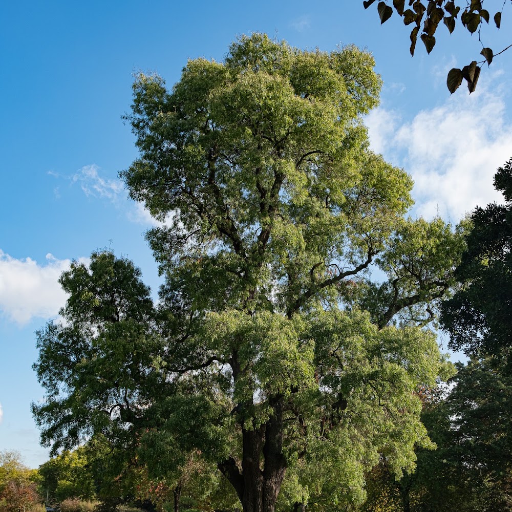 Hickson Wardle Treecare