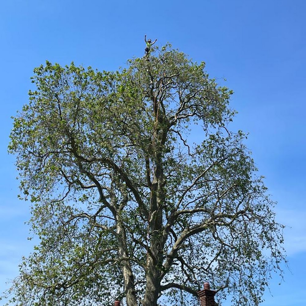Sparrowhawk Trees