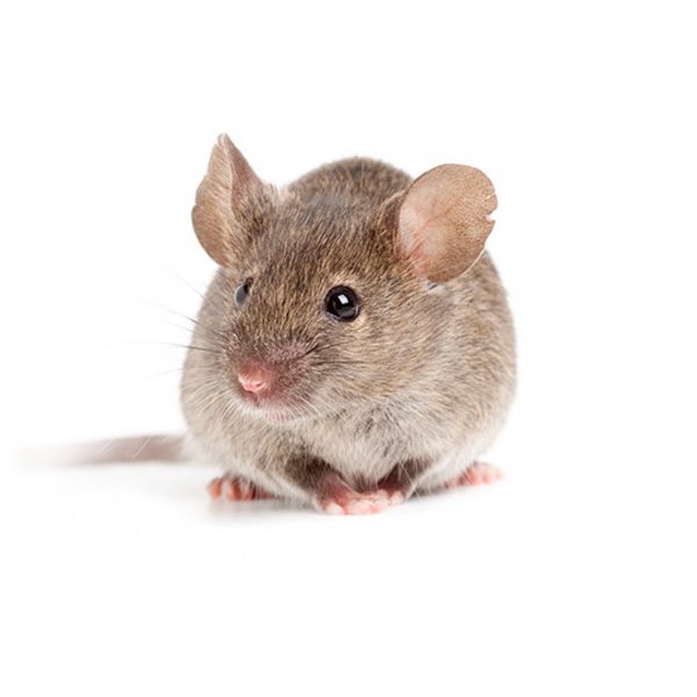 Quick Pest Control