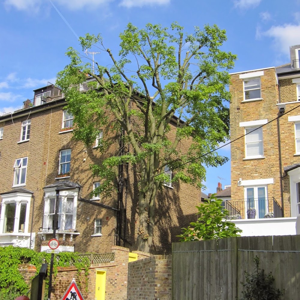 LG trees