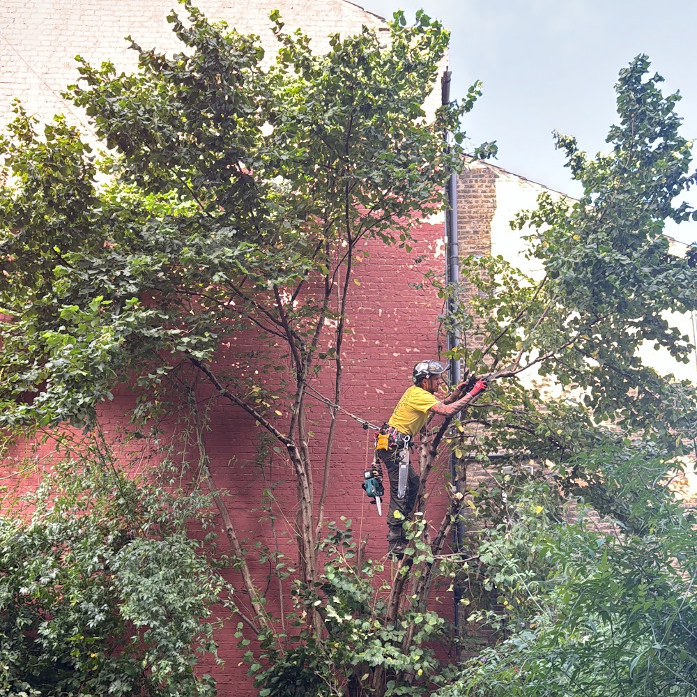 Green Trees, Tree and garden services