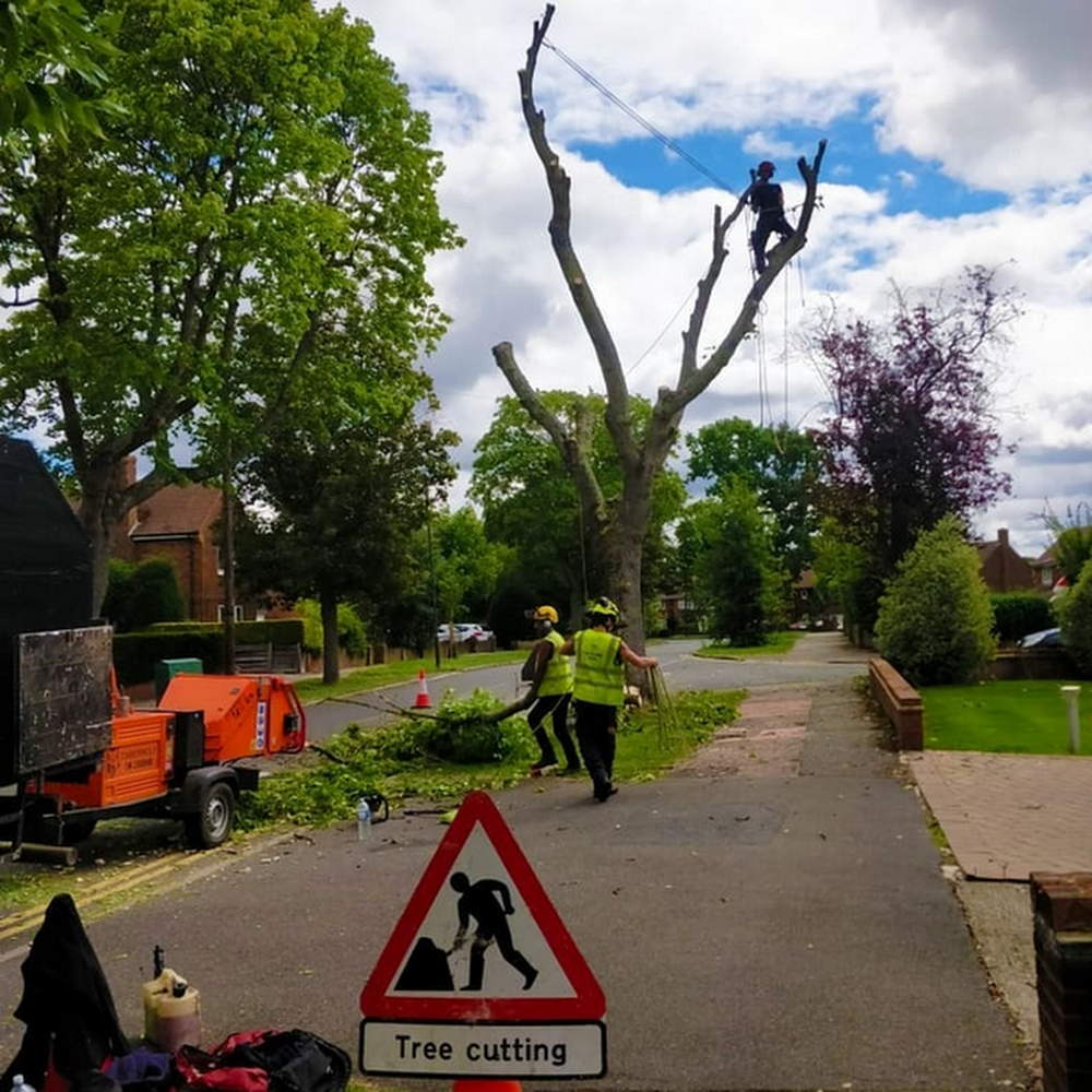 Green Sky Tree Care
