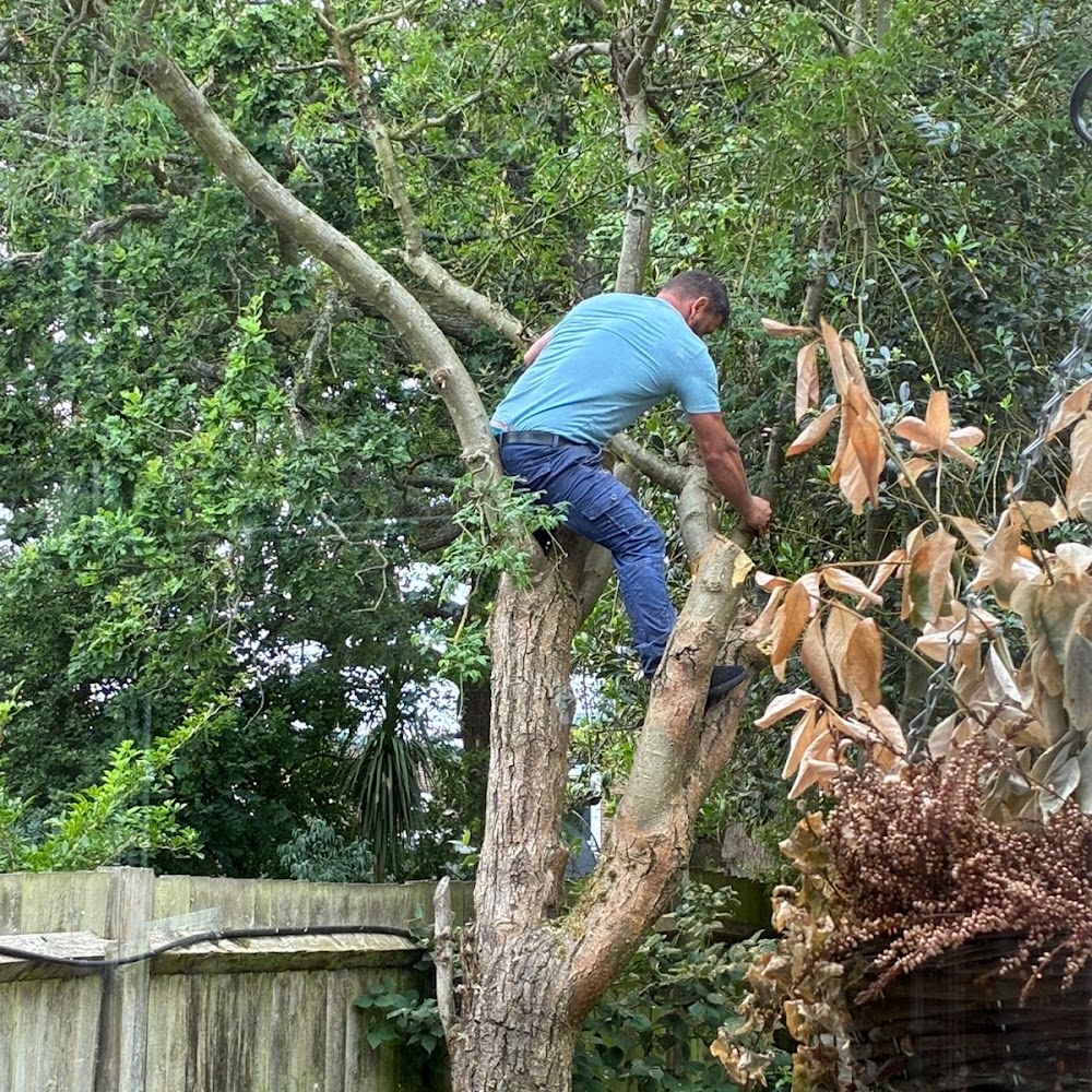 Tree Service & Waste Clearance