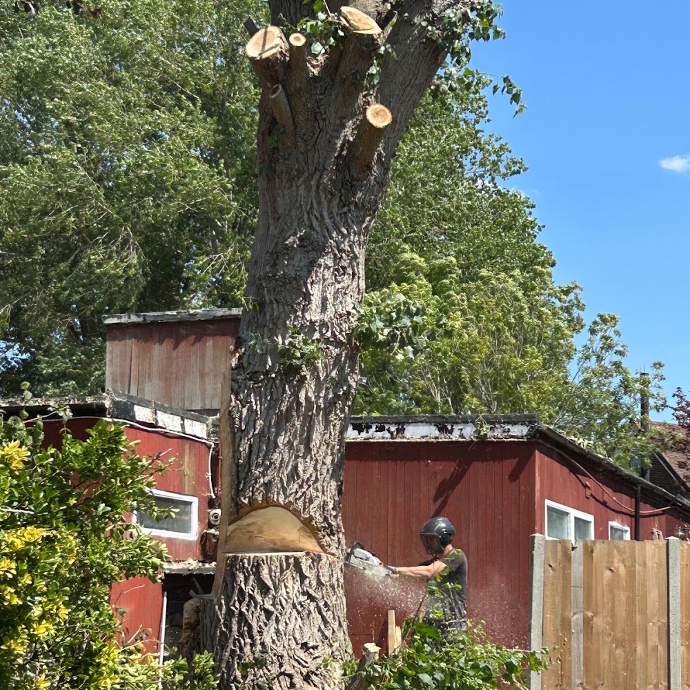 North London Trees