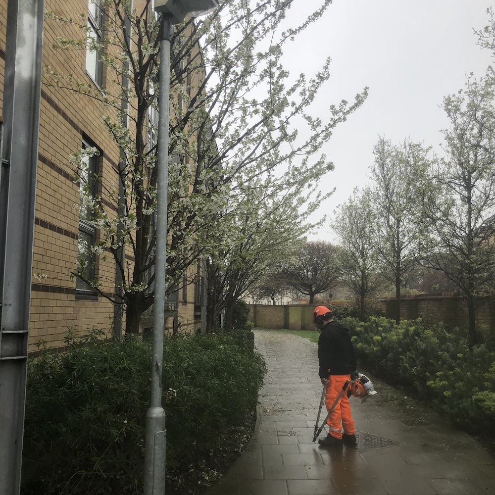 Treehab - Arboricultural Contractors Ltd