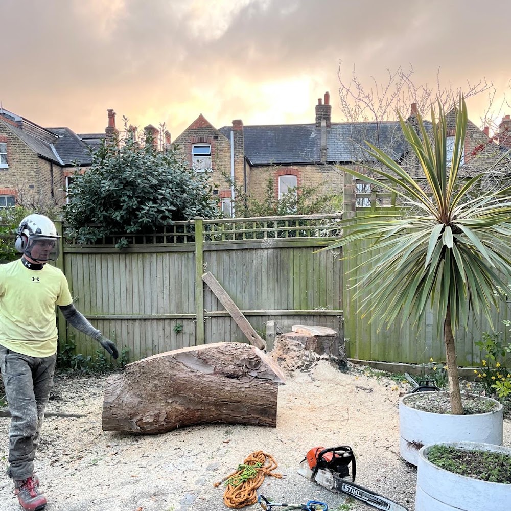 Cut Above Tree Management Ltd