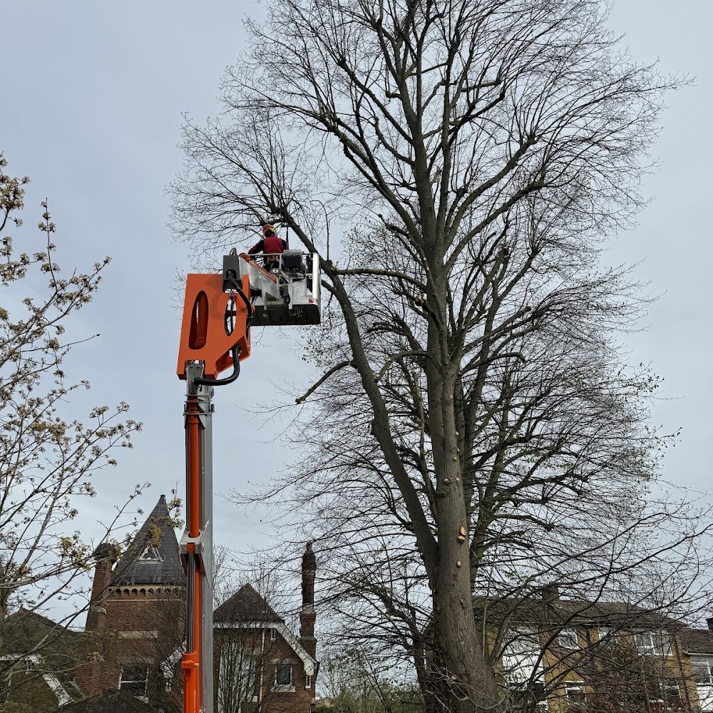 London Treescapes