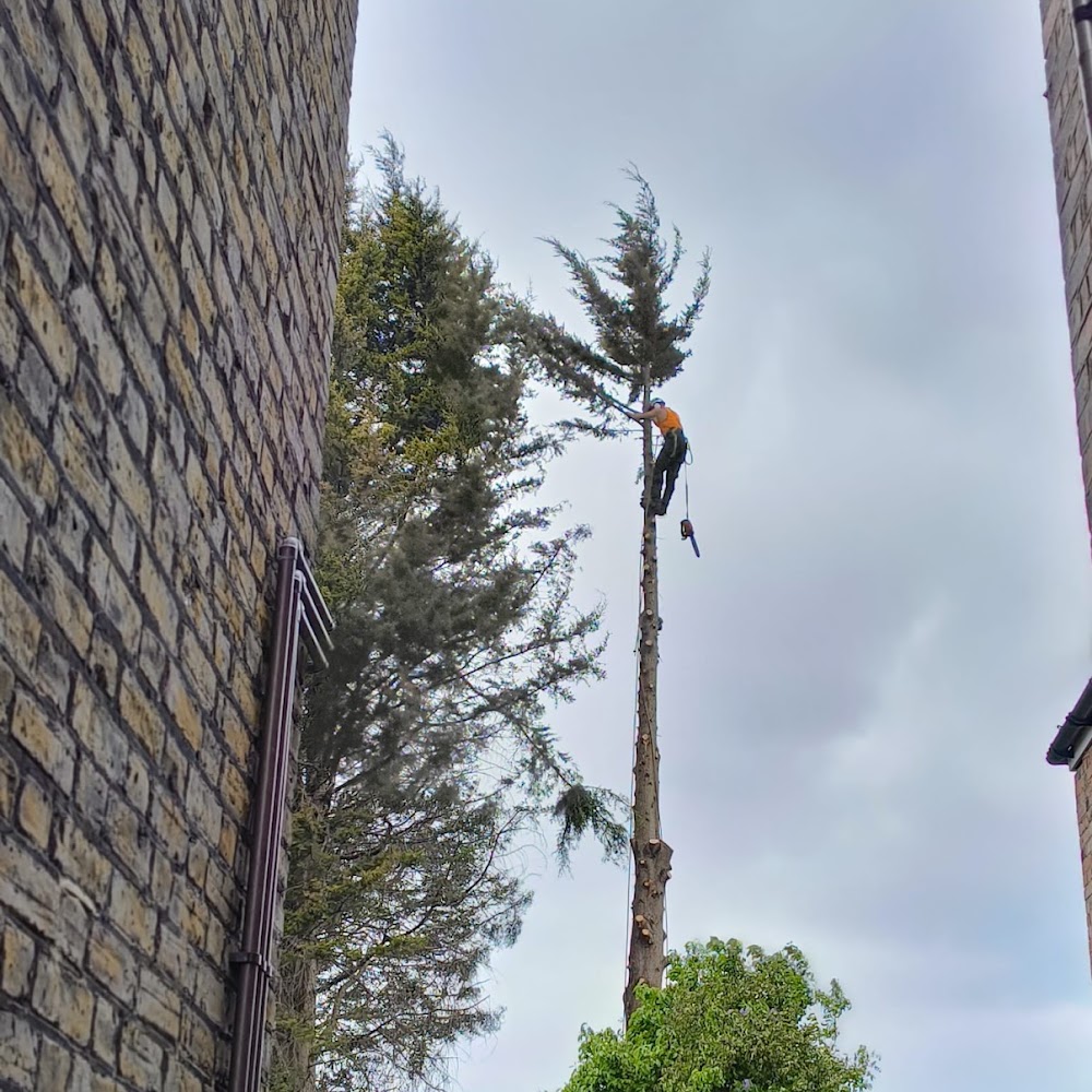 Tree Surgeons In South London