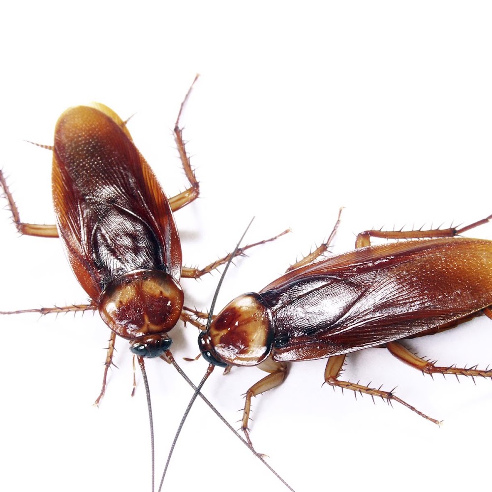 OG Pest Control
