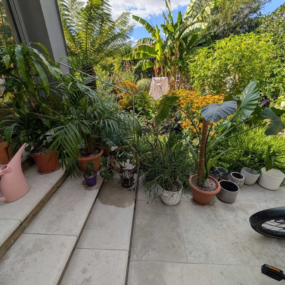 Plant Sitter | London - Exclusive Plant Care, Repotting & Rescue Services