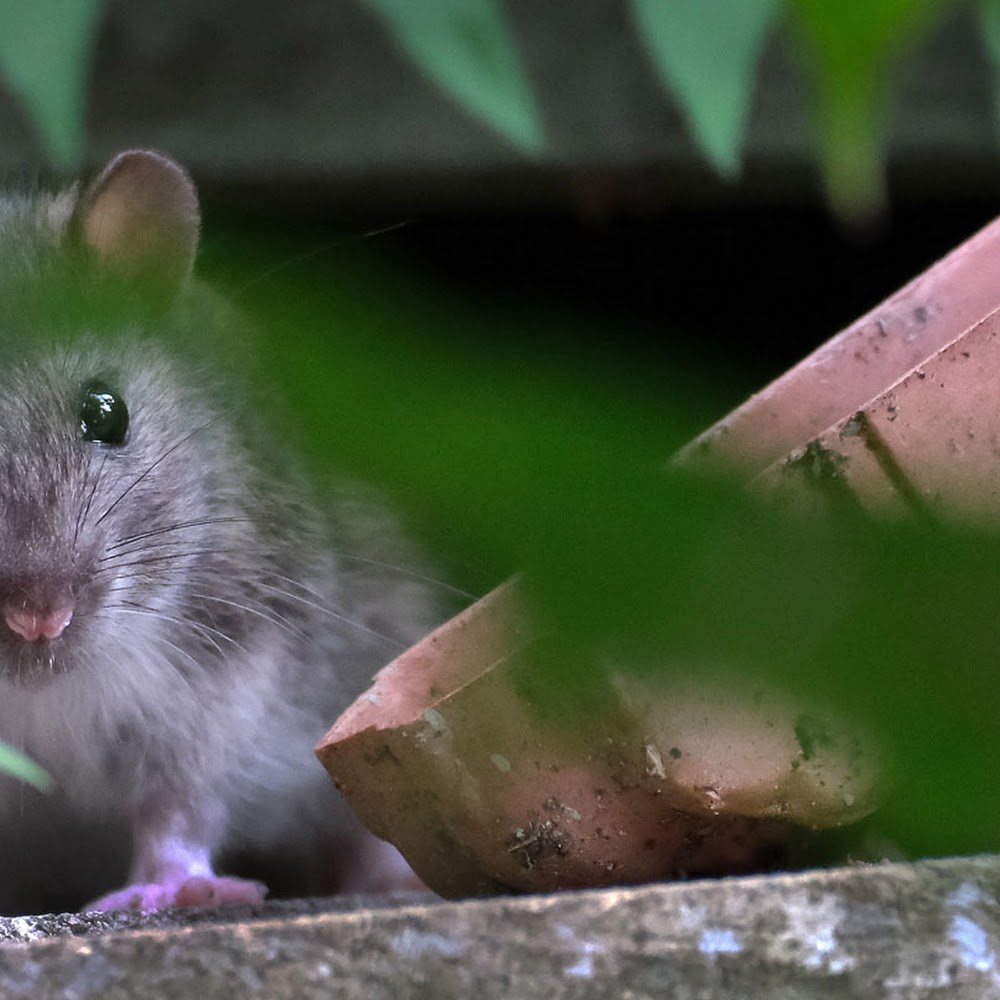 Elite Force Pest Control Limited