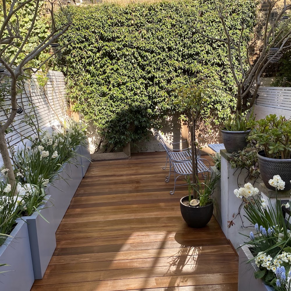 Olive tree landscape limited