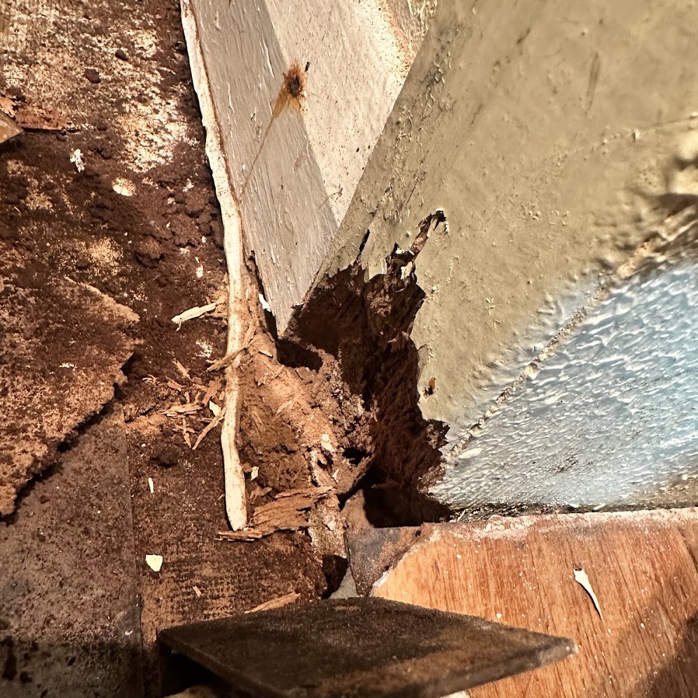 Damp Proofing Services London