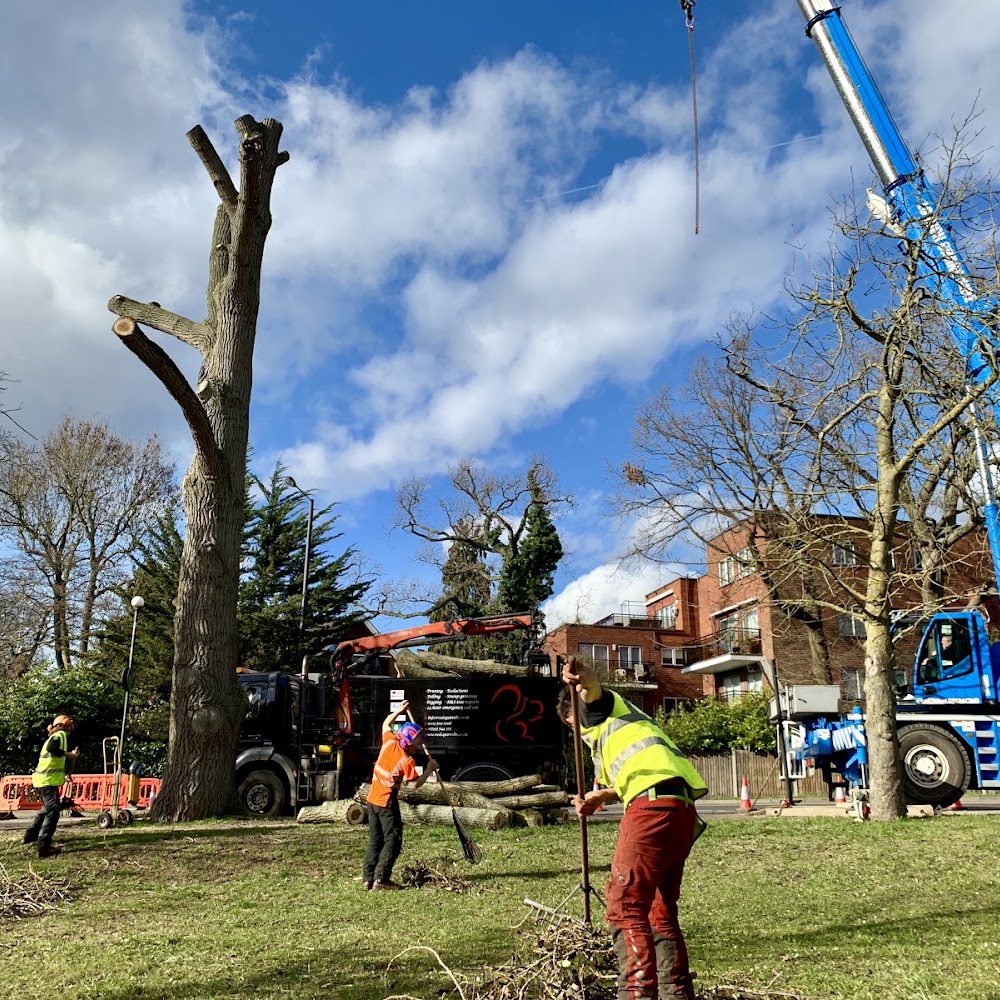 Red Squirrel Tree Surgery