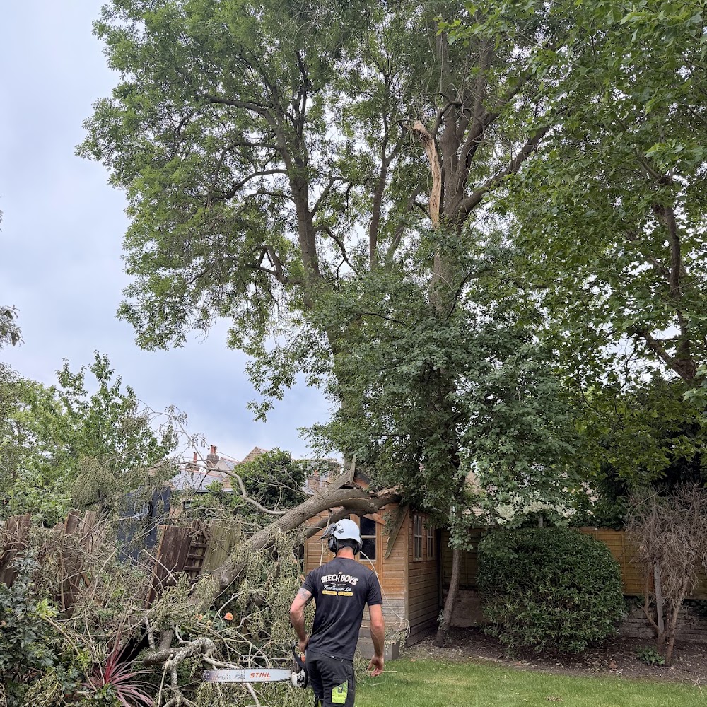 The Beech Boys Tree Services LTD