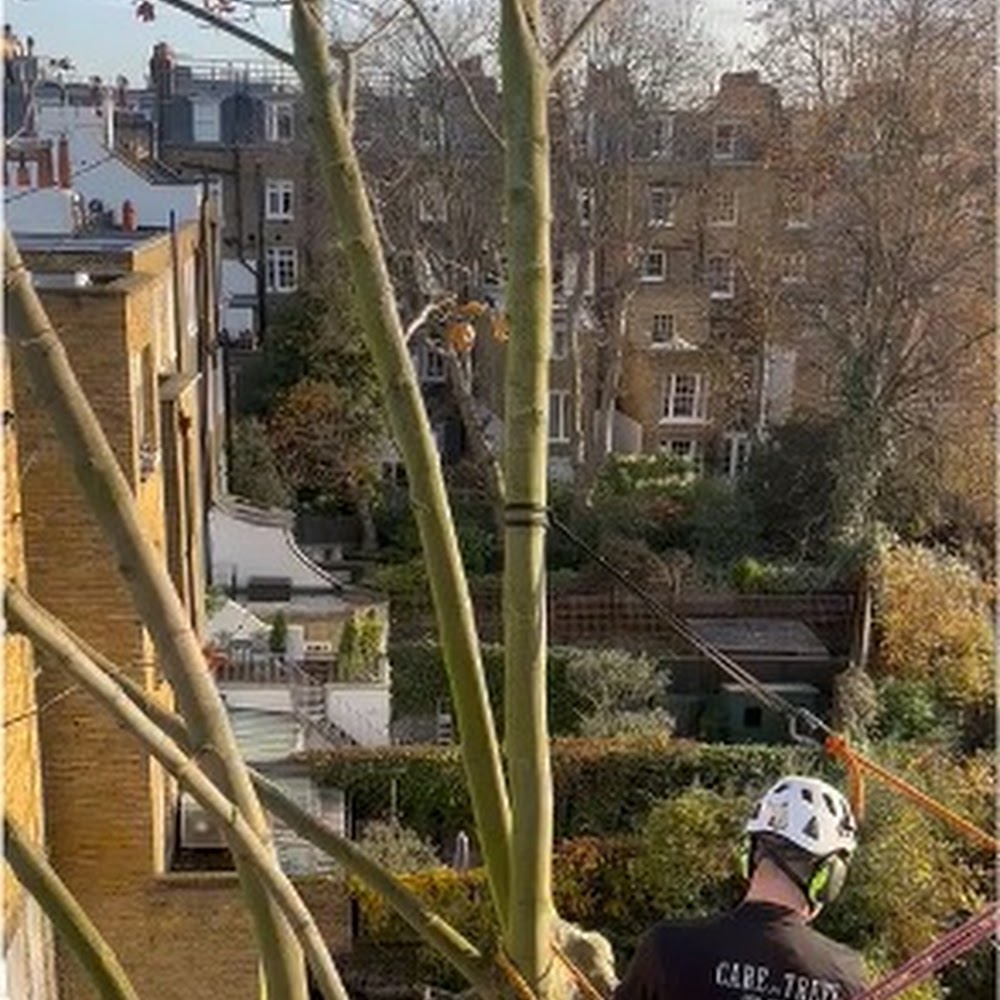 Treecare Arboricultural Specialists Limited