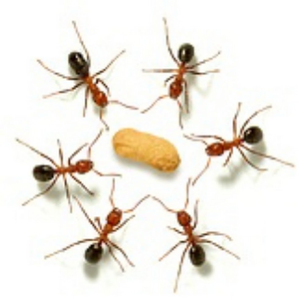 Pest Control Manchester