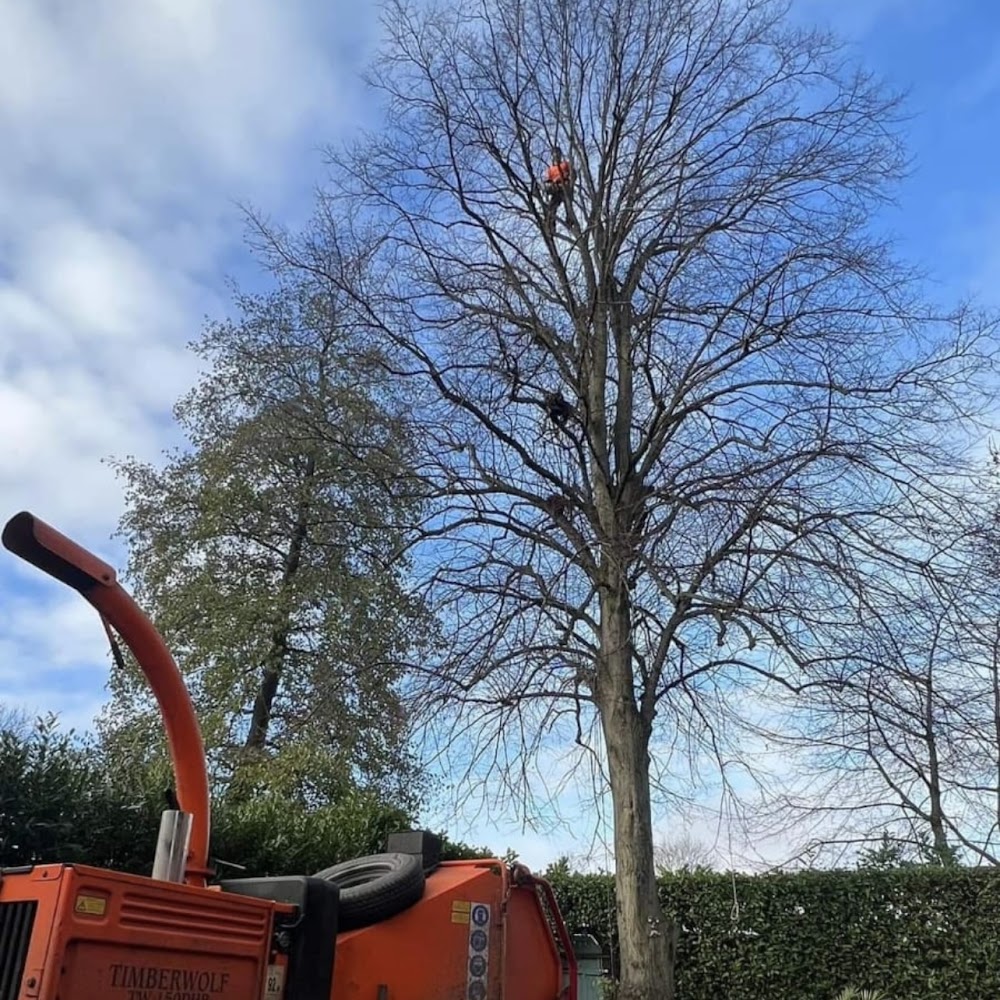 L.Winter Tree Care