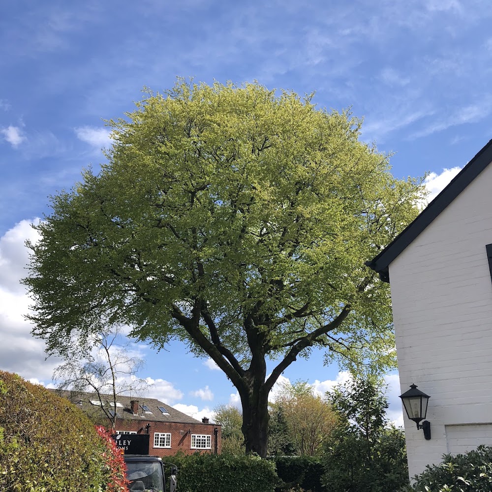 Nick Bailey Tree Services