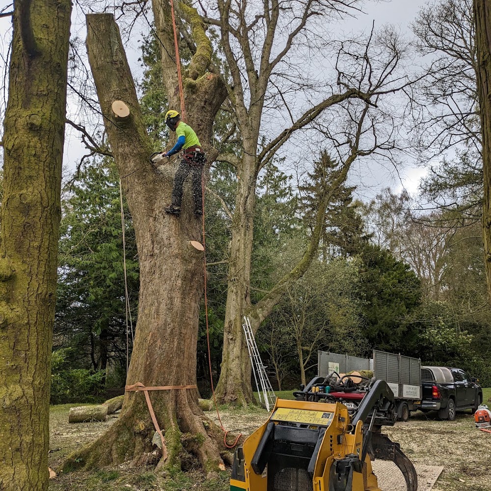 West Jesmond Tree Surgery Ltd