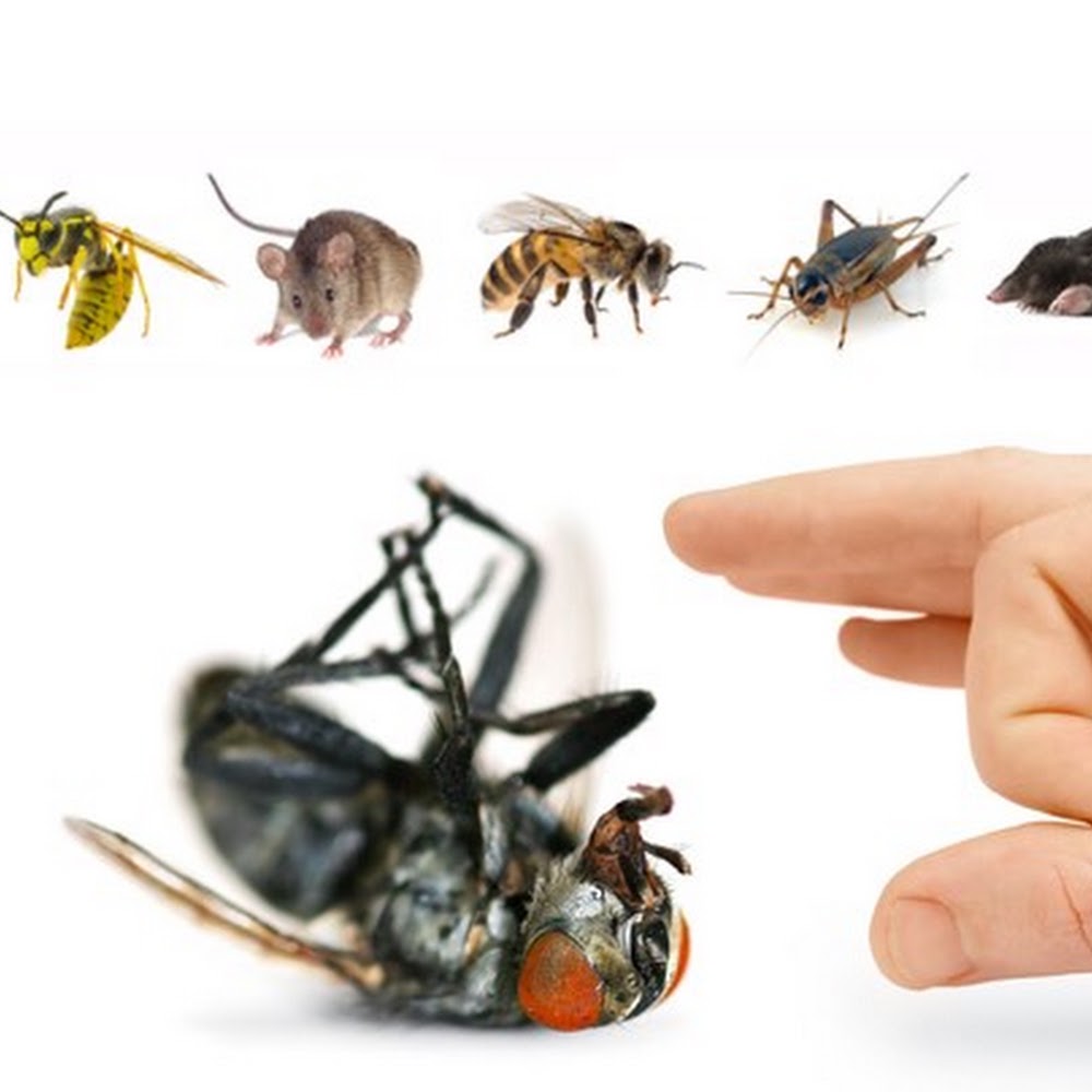 Arimos Pest Control