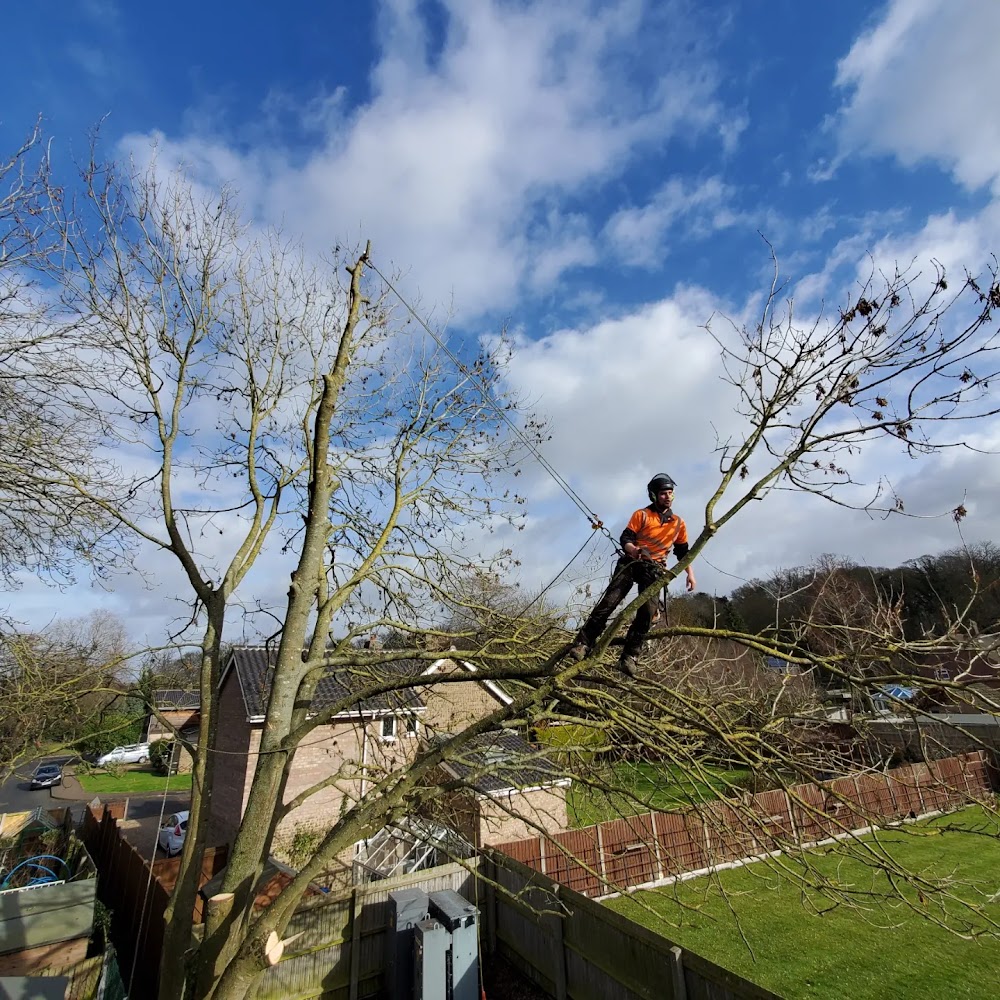 Mainline Tree Services