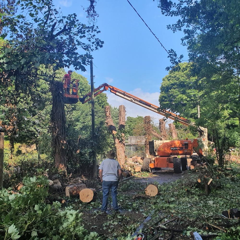 Talking Elm Tree Services