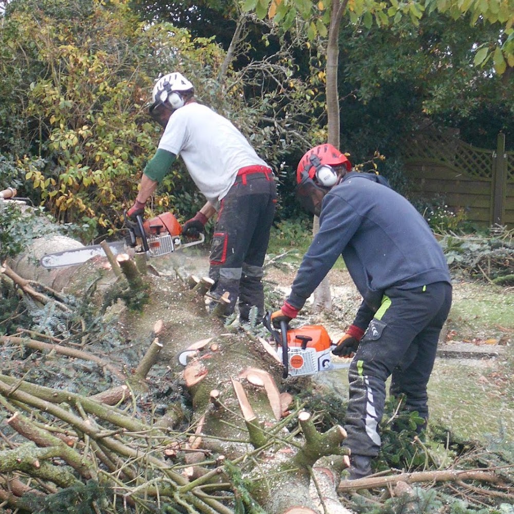 BH Trees & Woodland Consultancy Ltd