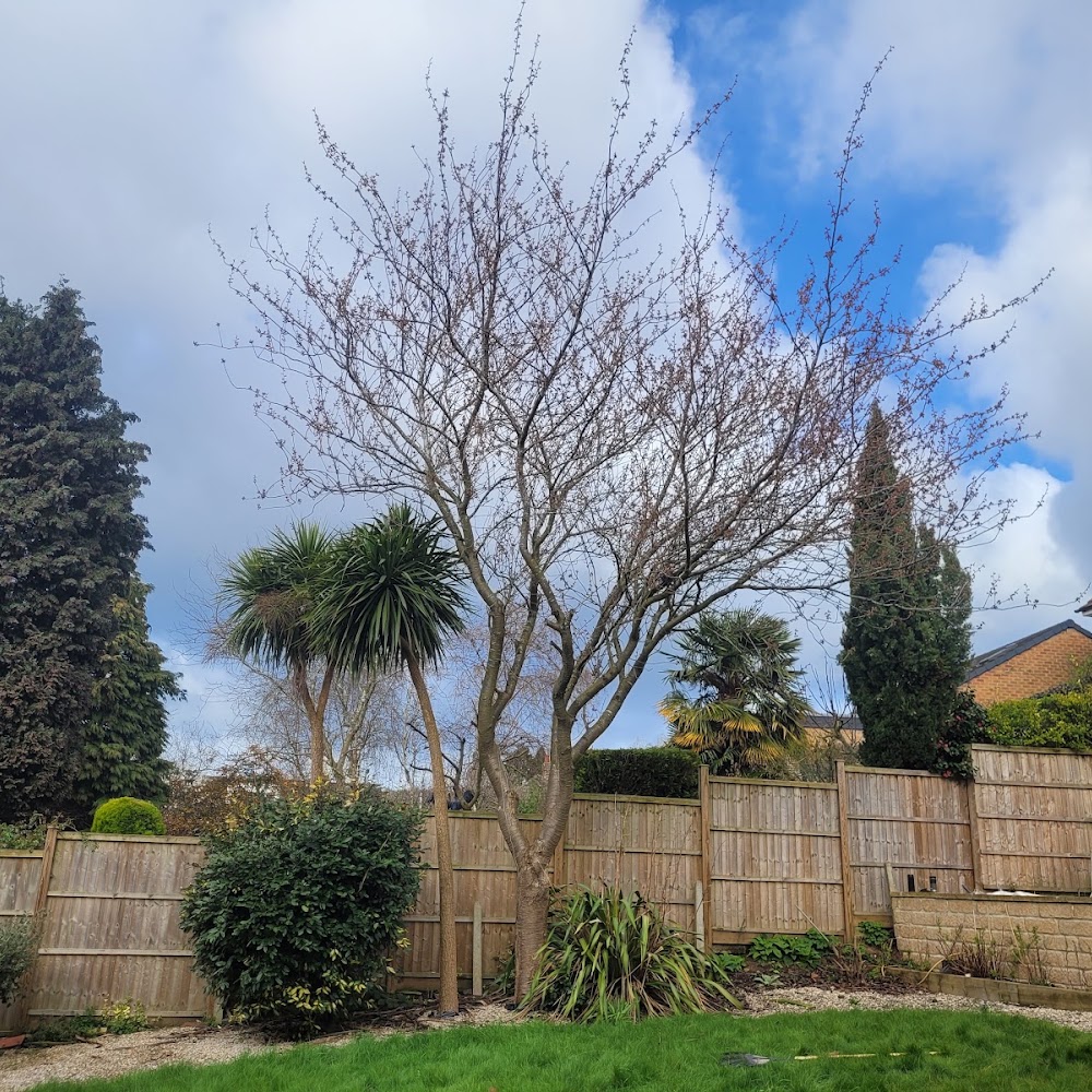 Sandiacre Tree & Garden Services