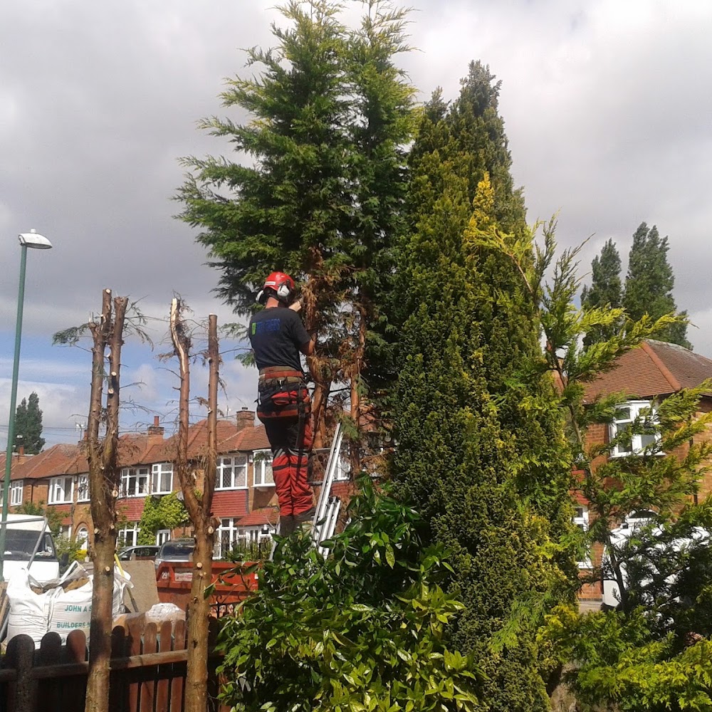 Tidy Trees