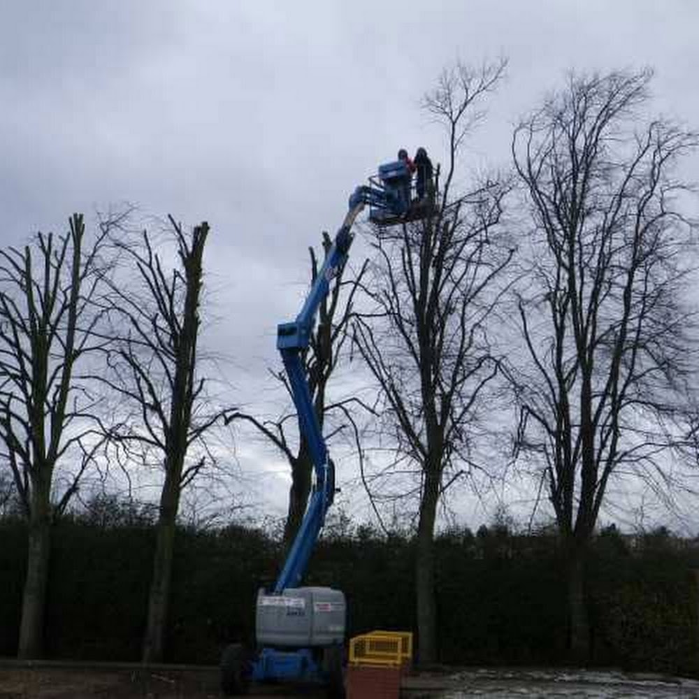 Arbex Tree Surgeons