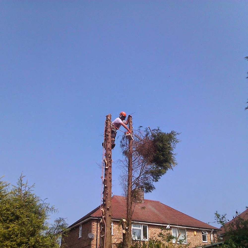 Chestnut Tree Surgery