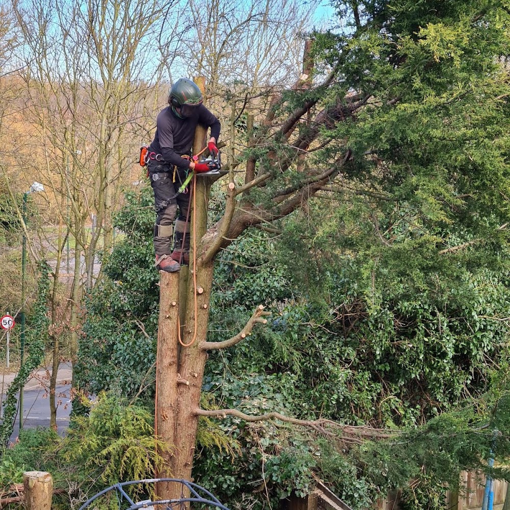 Woodthorpe Tree Services