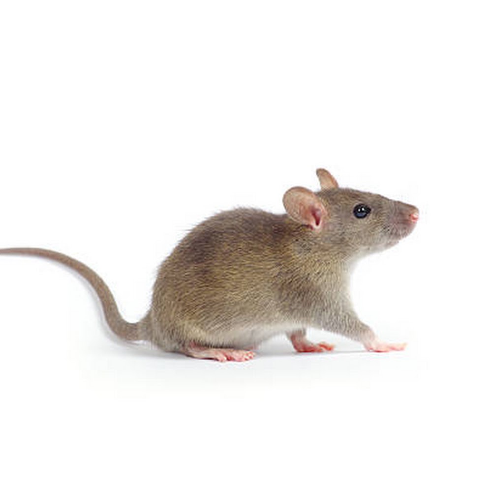 Nottingham Pest Control