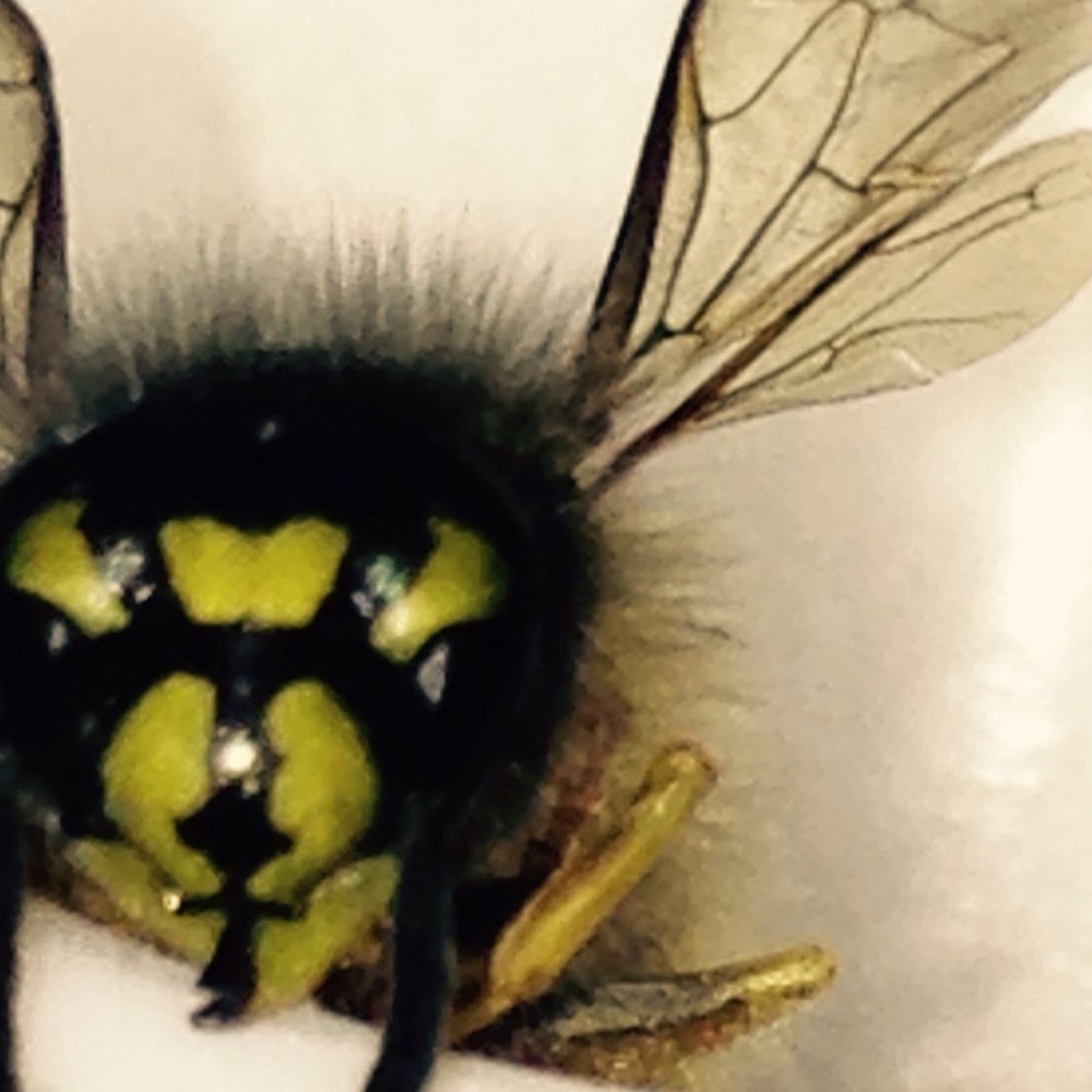 JCS Pest Control In Nottingham