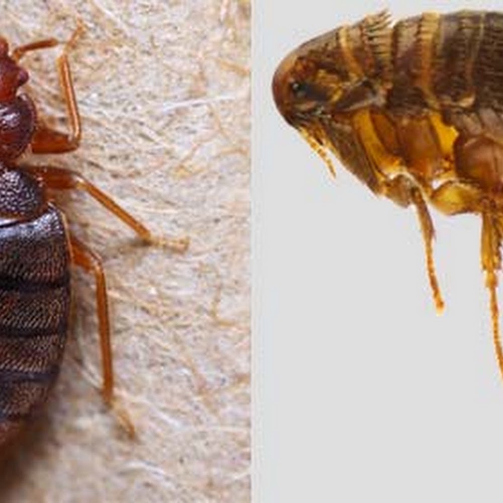 Technokill pest control