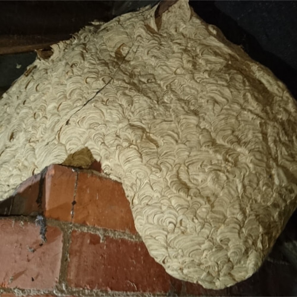 Pest Control Nottingham