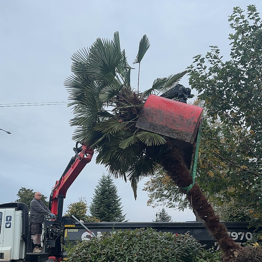 Lime Tree services & Landscape