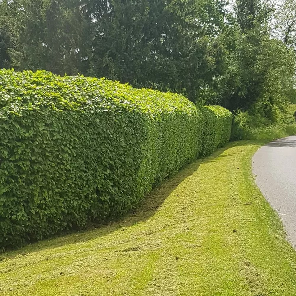 Minor Oaks Tree Services