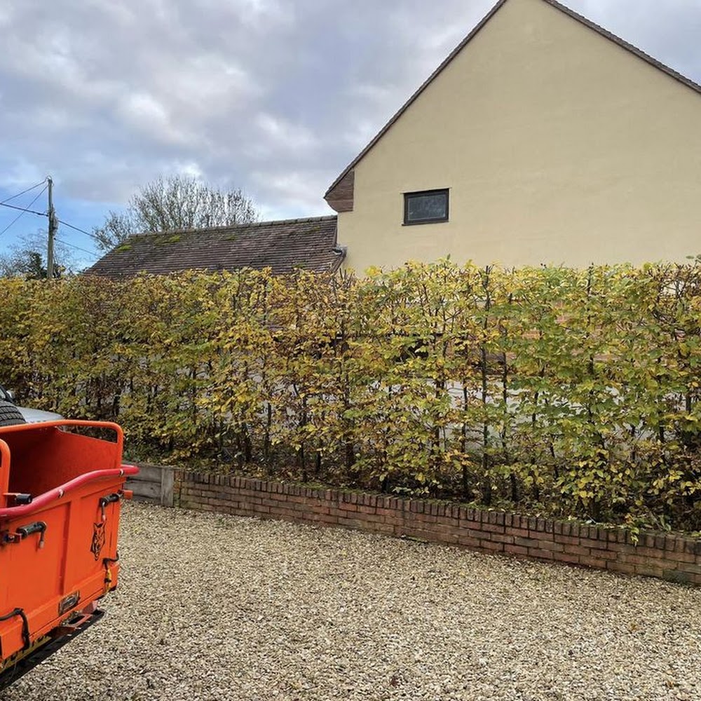 First Class Tree Surgeons