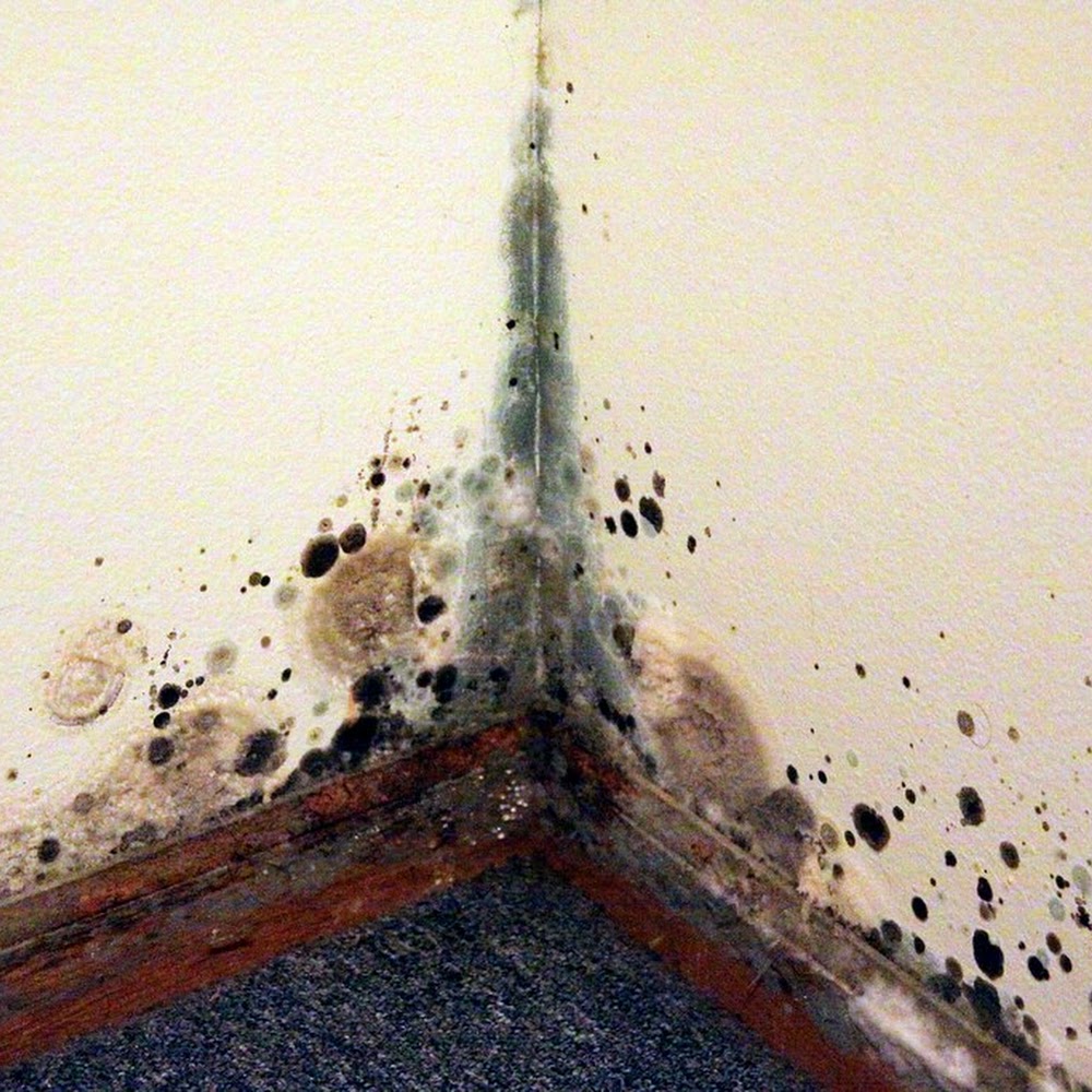 Evergreen Conservation Group Ltd
