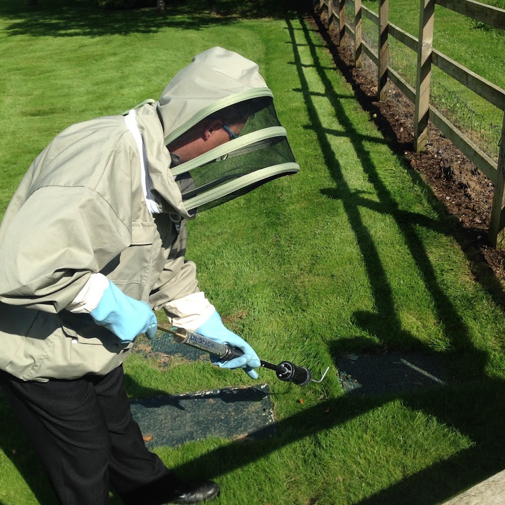 Wasp Warriors Wasp Nest Removal