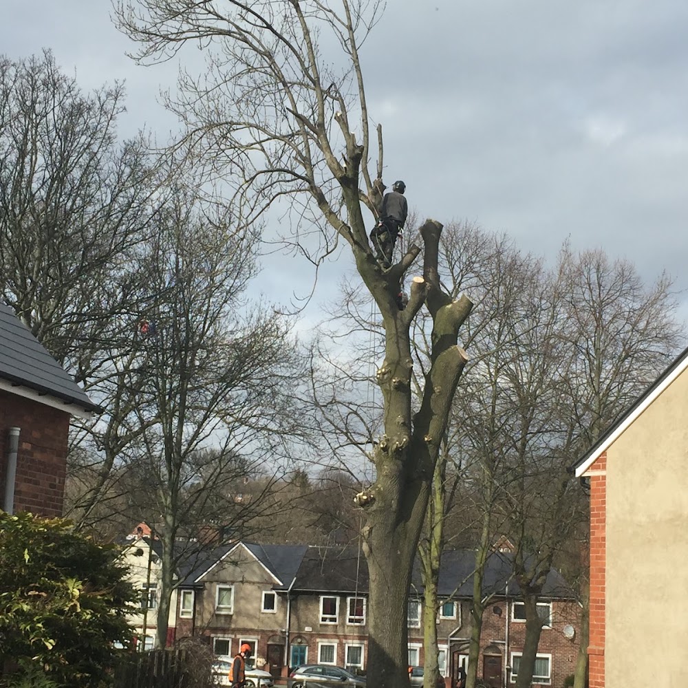 Direct Tree Services