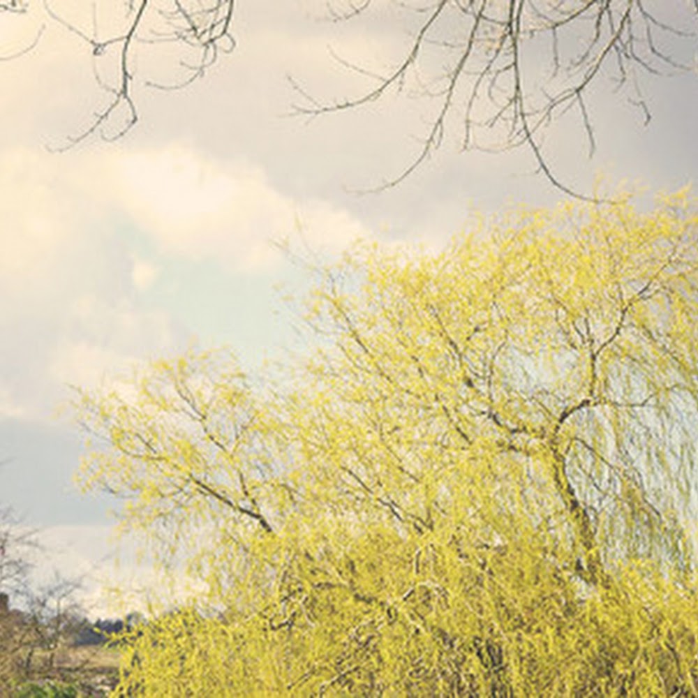 Sheffield Tree Survey