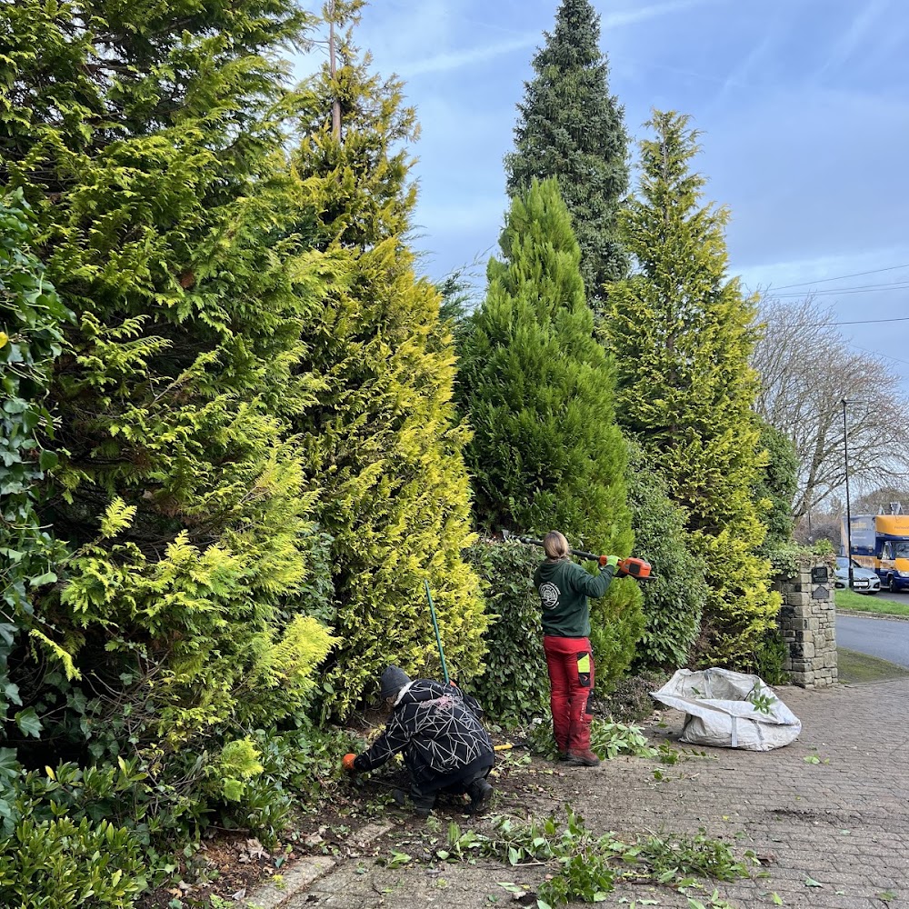 Totley Tree Care