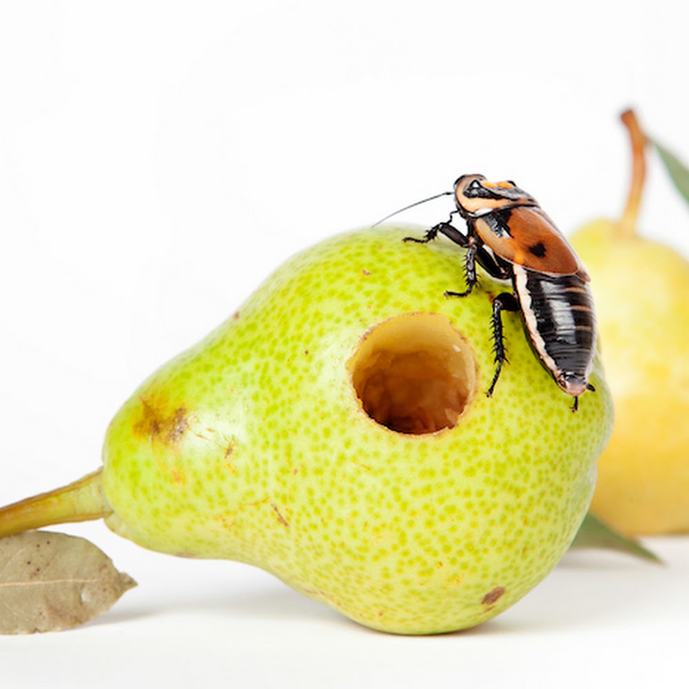 Apex Pest Control Ltd