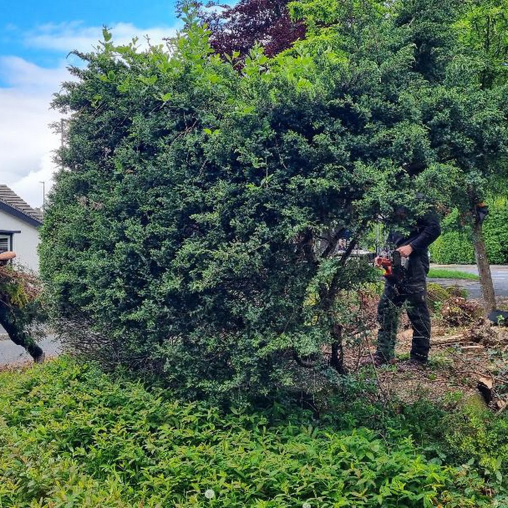 Pro Tree Care