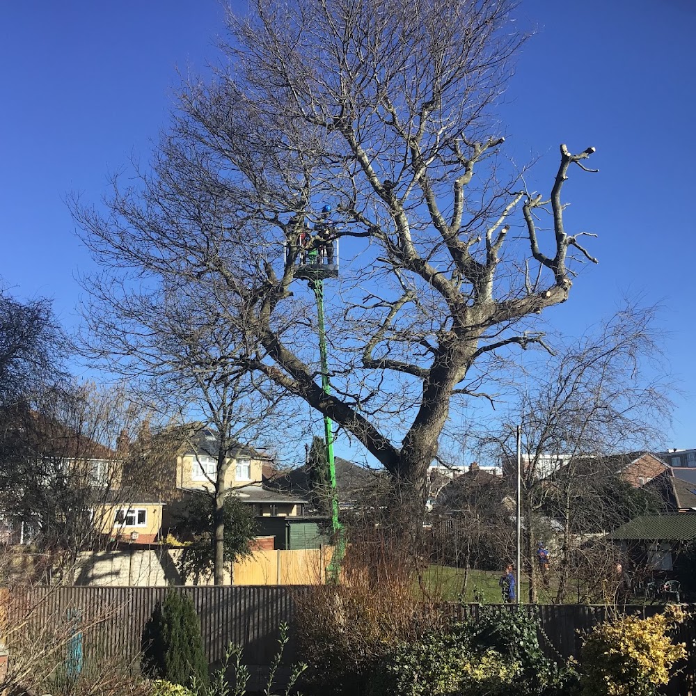 Fosters Tree Surgeons Ltd