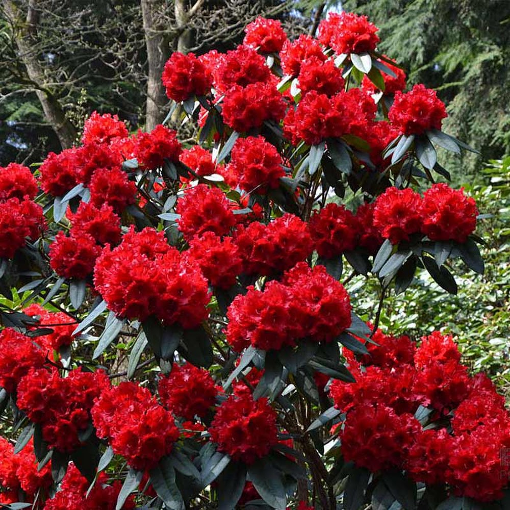 Mark Arnold Gardening Services